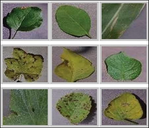 Smart Farming and Crop Protection by Evaluating the Performance of Convolutional Neural Networks and YOLOv4 for Plant Leaf Disease Detection graphical abstract